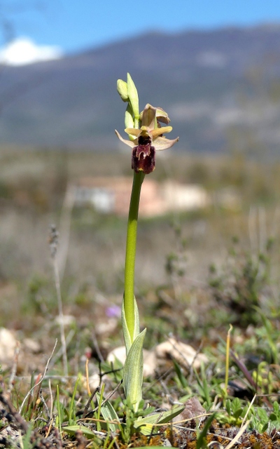 Ophrys precoci nellAbruzzo sud orientale 2022